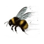 Bumblebee Beekeeping T-Shirt